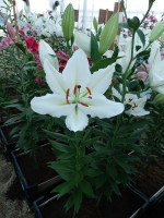 [3262 Silverio World B No201.JPG]